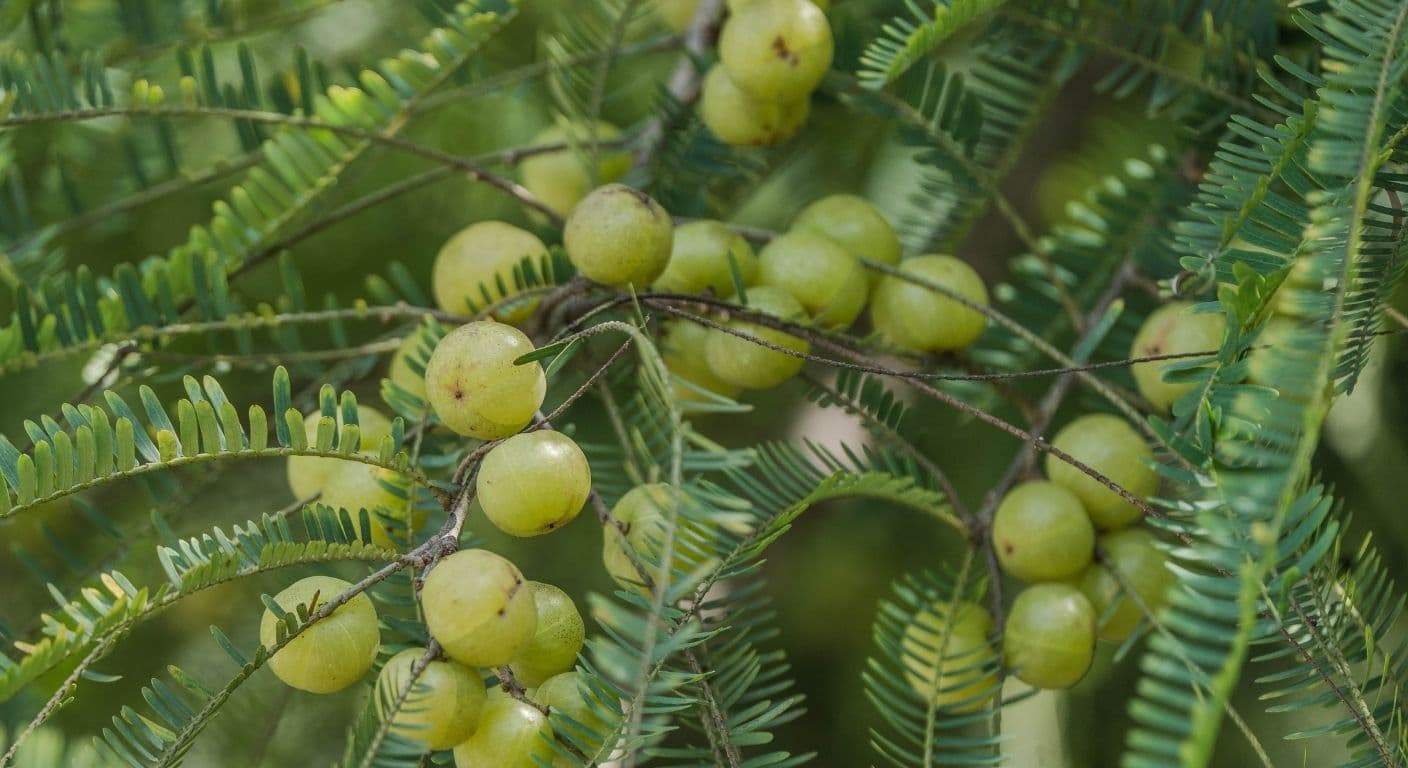 District-Level Amla Buyer–Seller Meet to Be Held in Jaipur on February 13